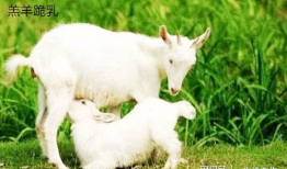 最新吃瓜爆料小羊图片视频,最新图片视频曝光，萌态可掬引网友热议